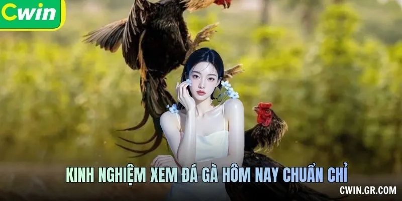 Kinh nghiệm xem đá gà hôm nay chuẩn chỉ