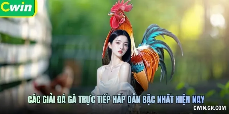 Các giải đá gà trực tiếp hấp dẫn bậc nhất hiện nay